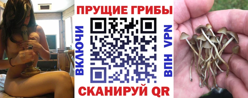 Галлюциногенные грибы Psilocybe  Усть-Лабинск 